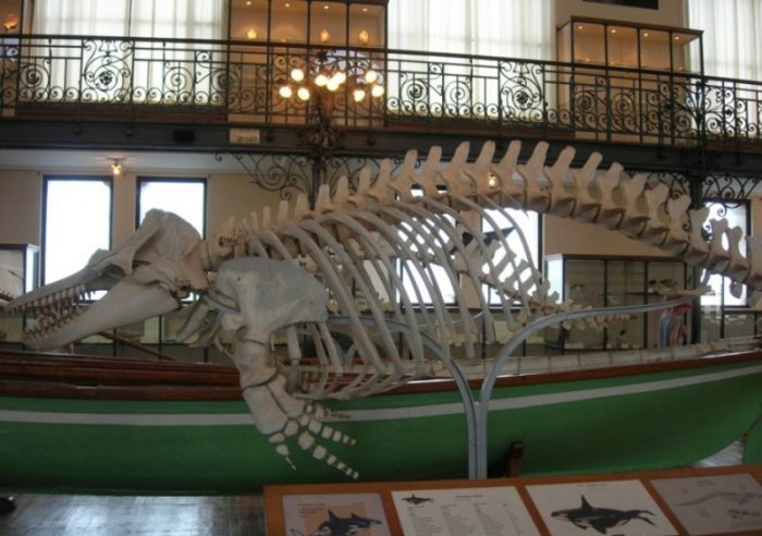 музей океанографии и рыбного хозяйства Керчь 