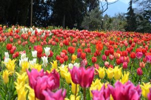 тюльпаны Никитского сада